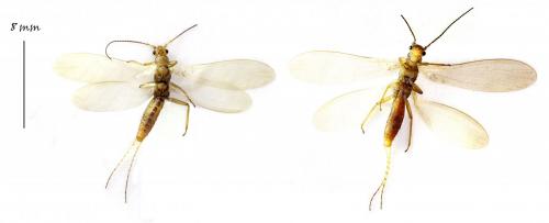Réf. 216 901 : Siphonoperla sp.